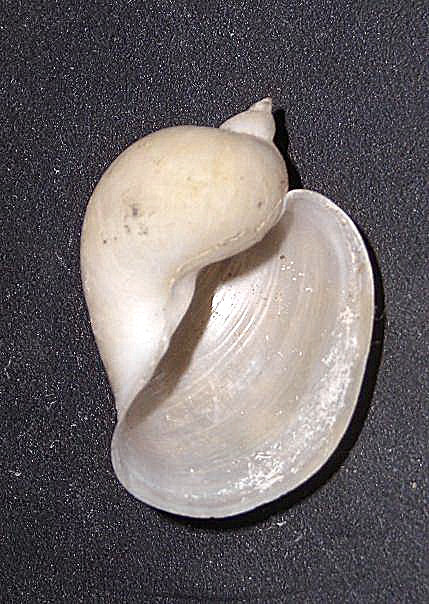 Identificazione molluschi